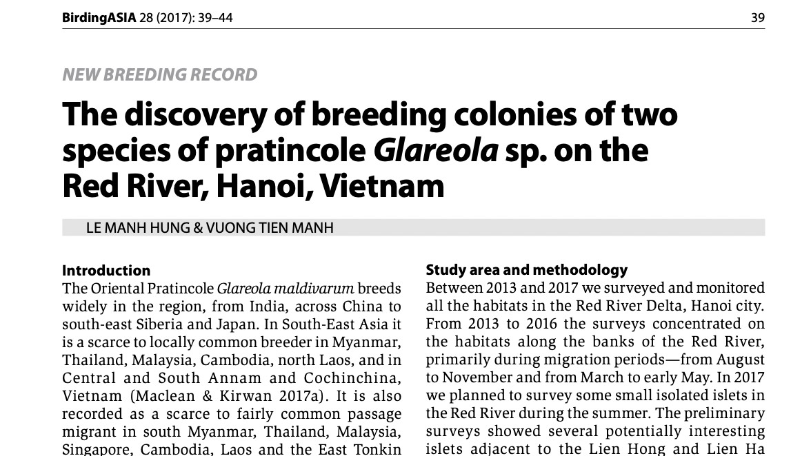 Breeding colonies of Glareola sp