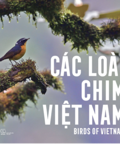 Các loài chim ở Việt Nam