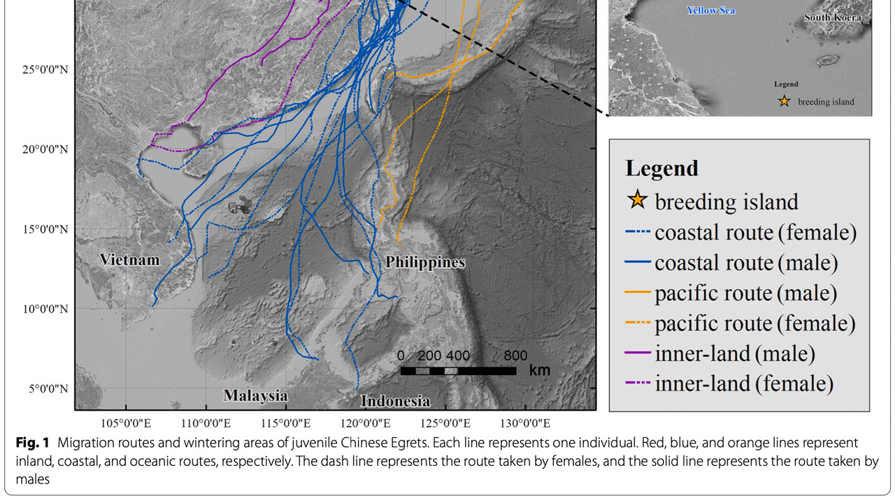 Autumn migration routes and wintering of juvenile Chinese Egrets